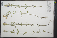 Scutellaria incana image