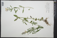 Scutellaria incana image