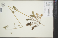 Youngia japonica image