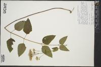 Ageratina aromatica image