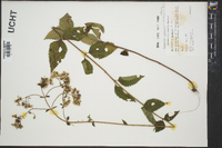 Ageratina aromatica image