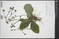 Elephantopus tomentosus image