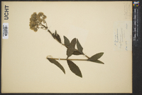 Eupatorium album image