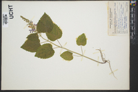 Scutellaria ovata image