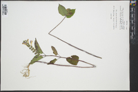 Scutellaria ovata image