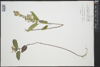 Scutellaria ovata image