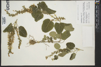 Scutellaria ovata image