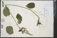 Scutellaria ovata image