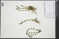 Scutellaria parvula image