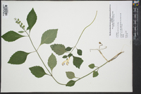 Scutellaria pseudoserrata image