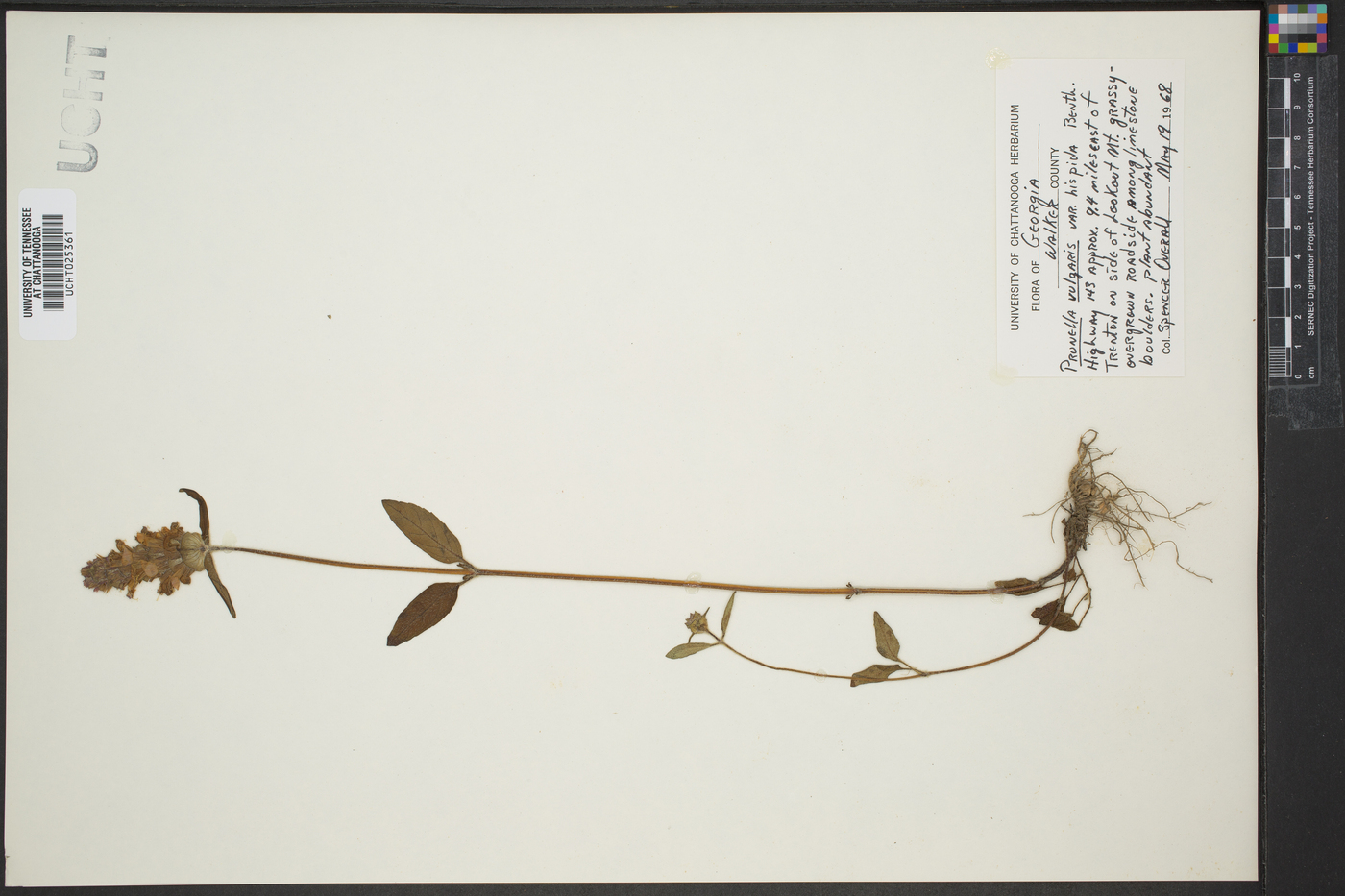 Prunella vulgaris var. hispida image