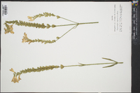 Physostegia angustifolia image