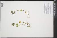 Lamium purpureum image