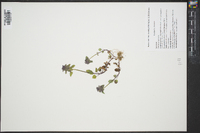 Lamium purpureum image