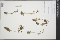 Lamium purpureum image