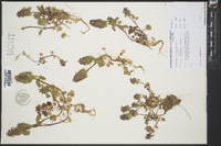 Lamium purpureum image