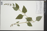 Salvia urticifolia image