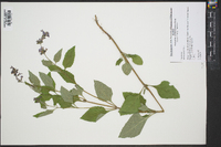 Salvia urticifolia image