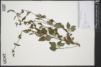 Salvia urticifolia image