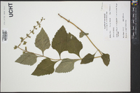 Salvia urticifolia image
