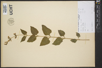 Salvia urticifolia image