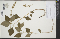 Salvia urticifolia image