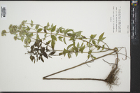 Pycnanthemum albescens image