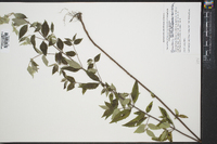 Pycnanthemum loomisii image