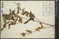 Pycnanthemum pycnanthemoides image