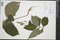 Collinsonia canadensis image