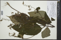 Collinsonia canadensis image