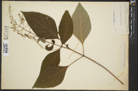 Collinsonia canadensis image