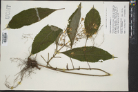 Collinsonia canadensis image