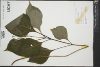 Collinsonia canadensis image