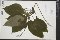 Collinsonia canadensis image