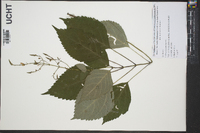 Collinsonia canadensis image