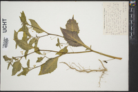 Solanum americanum image