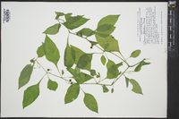 Solanum ptychanthum image