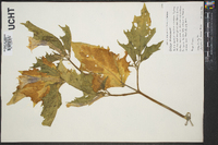 Datura stramonium image