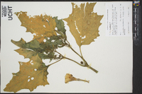 Datura stramonium image