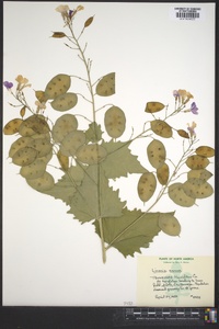 Lunaria annua image