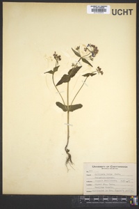 Collinsia verna image