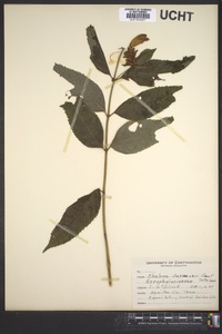 Chelone cuthbertii image