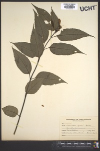 Chelone lyonii image