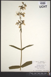 Penstemon albidus image