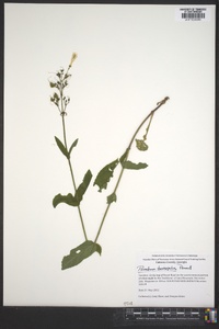 Penstemon brevisepalus image