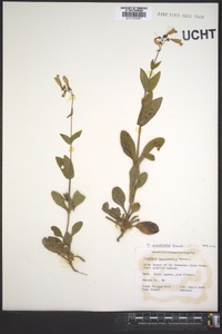 Penstemon brevisepalus image