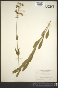 Penstemon canescens image