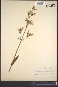 Penstemon canescens image