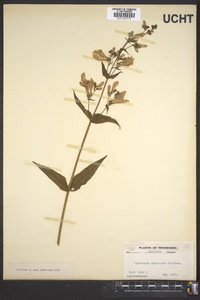 Penstemon canescens image